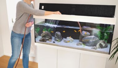 Comment nettoyer son aquarium naturellement ?